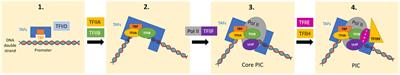 Epigenetic memory contributing to the pathogenesis of AKI-to-CKD transition